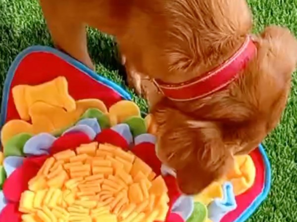 Happy Dogs: Enrichment Activities at Pet Haven&nbsp;Riyadh