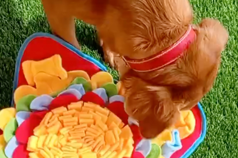 Happy Dogs: Enrichment Activities at Pet Haven&nbsp;Riyadh