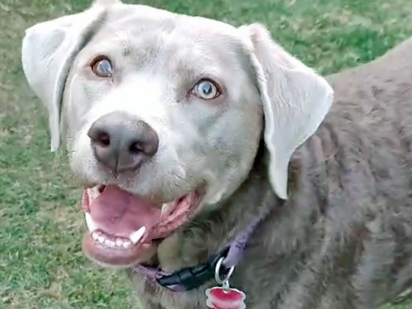 Top 5 Reasons to Board Your Dog at Pet Haven&nbsp;Riyadh