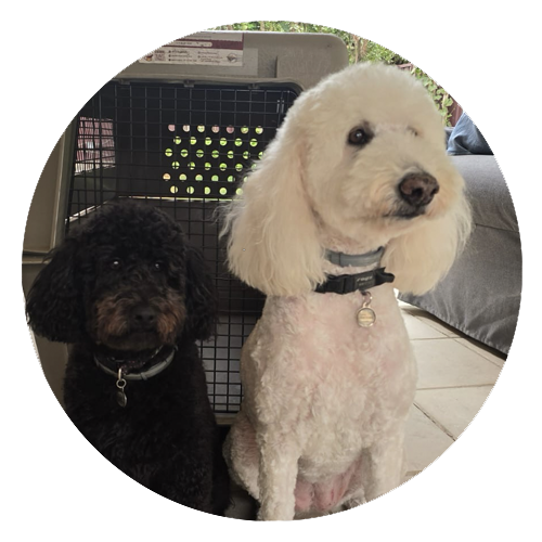 Pet Haven Dog Boarding Riyadh - Reviews