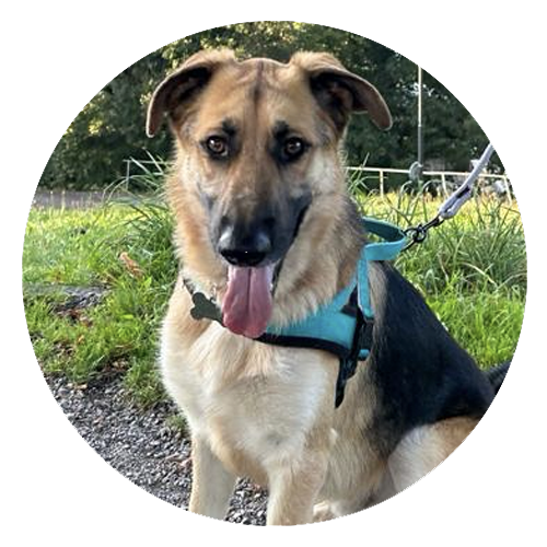 Pet Haven Riyadh - Doggy Daycare