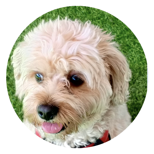 Pet Haven Riyadh - Doggy Day Care